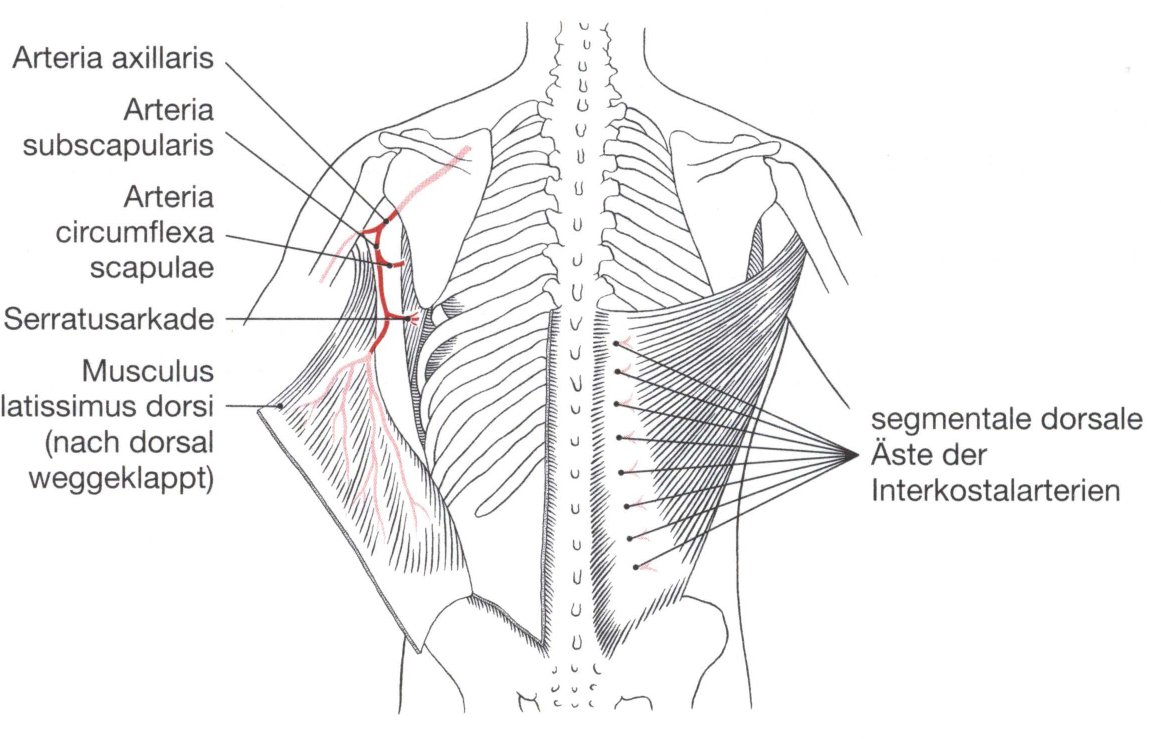 Latissimus Doris Lappen Plastische Und Sthetische Chirurgie